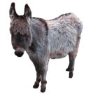 miniature donkey